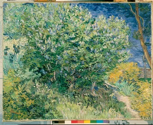 Lilac Bush